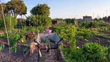 New allotments to be created to help meet huge demand for plots