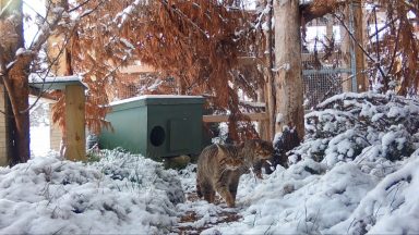 Wildcats paired up as part of breeding-for-release project