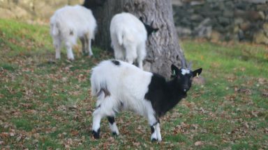 Female Bagot goats at Edinburgh Zoo named Judith and Janice