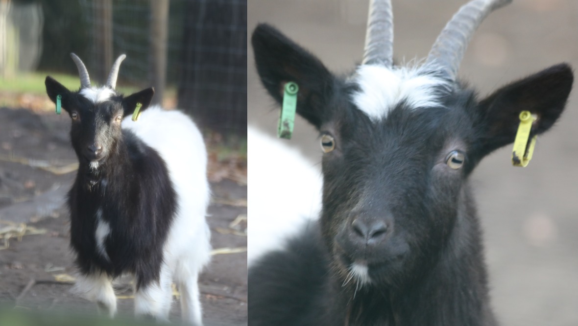 Bagot goat, Edinburgh Zoo.
