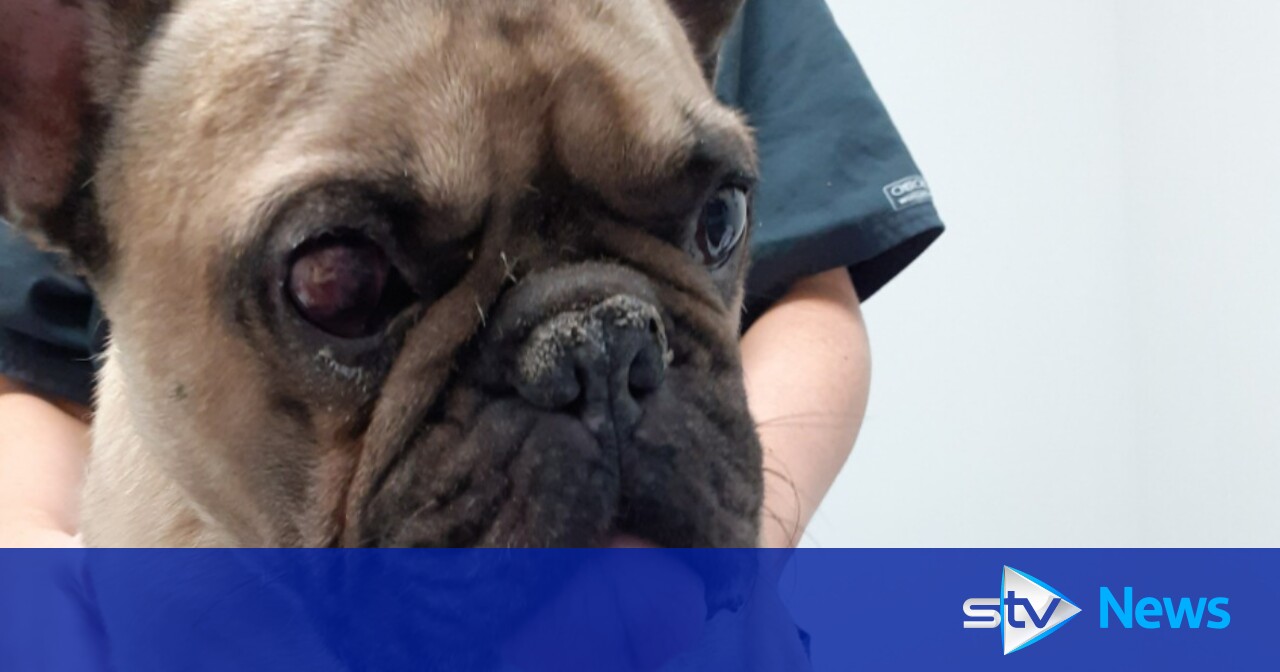Scottish SPCA launch probe after seriously ill French bulldog put to
