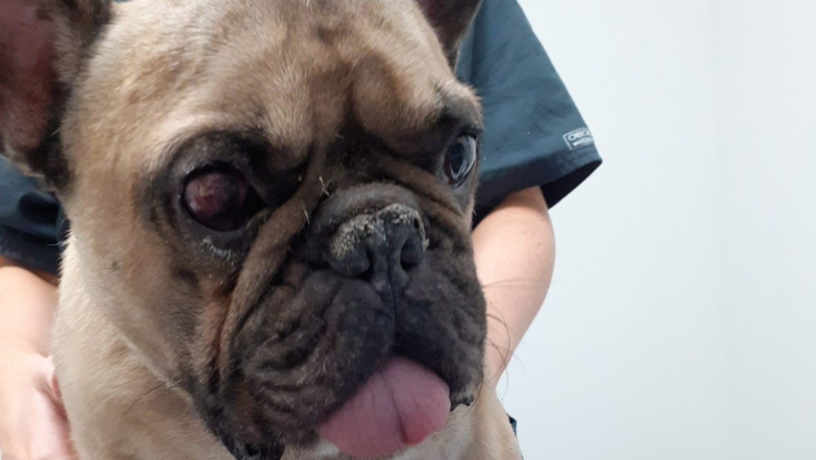 Scottish SPCA launch probe after seriously ill French bulldog put to sleep after being found in Paisley