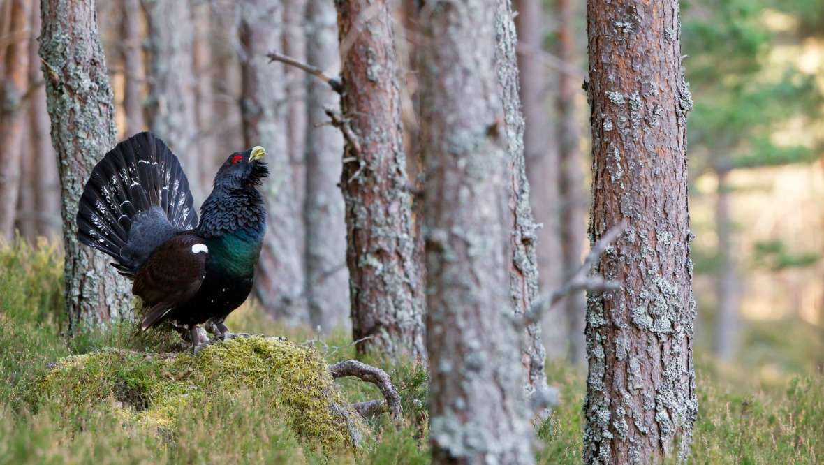 Capercaillies ‘could disappear from Scotland within 30 years’, NatureScot report says