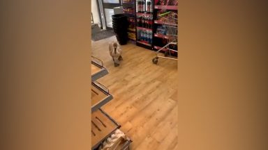 Staff shocked as ‘cheeky’ swan struts around shop
