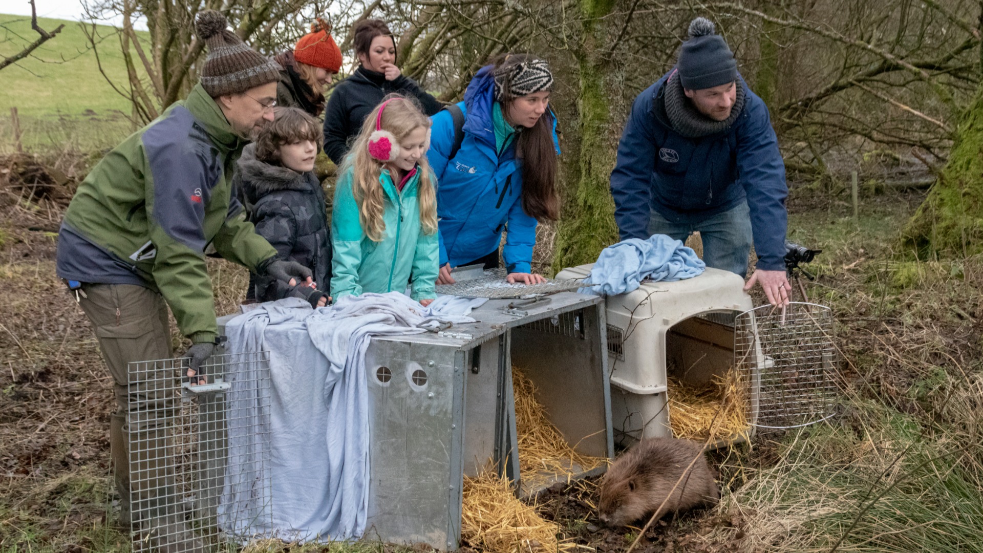 The beavers will join another family already at the farm. (NatureScot)