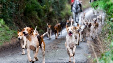 Scottish Government seeks to close loopholes in law which bans packs of dogs hunting wild mammals