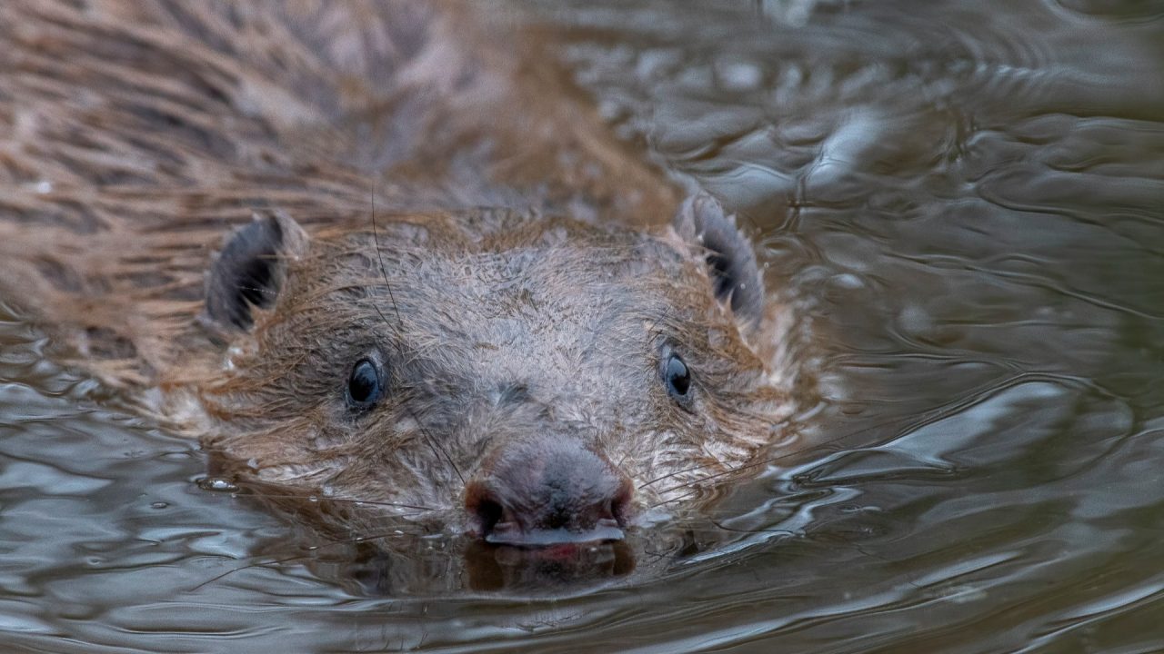 Second family of beavers moved to farm in bid to boost biodiversity