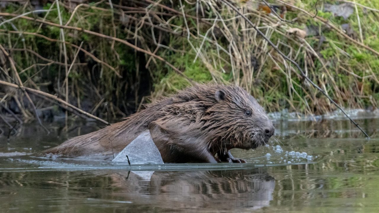 Beavers pave way for return of endangered water voles to Scottish ...