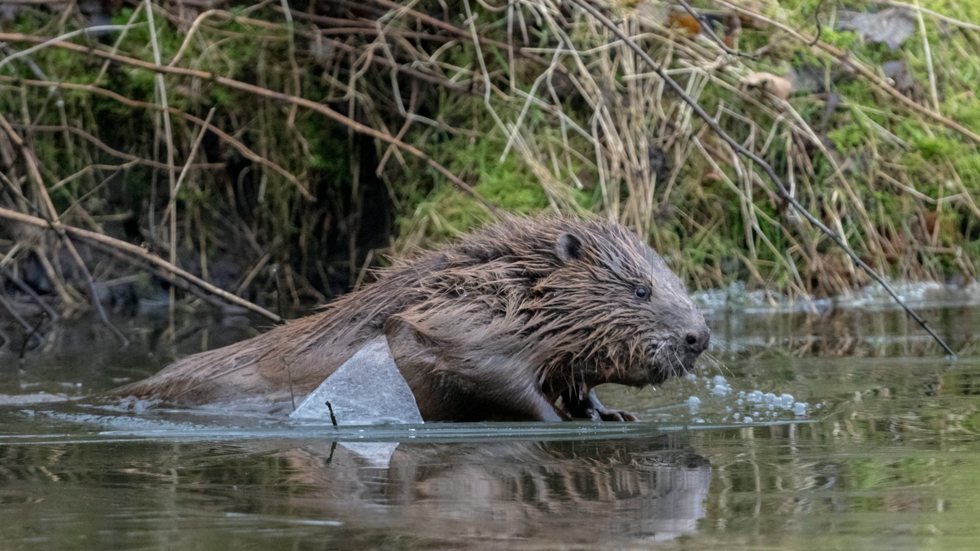It is hoped the beavers can help to restore biodiversity. (NatureScot)
