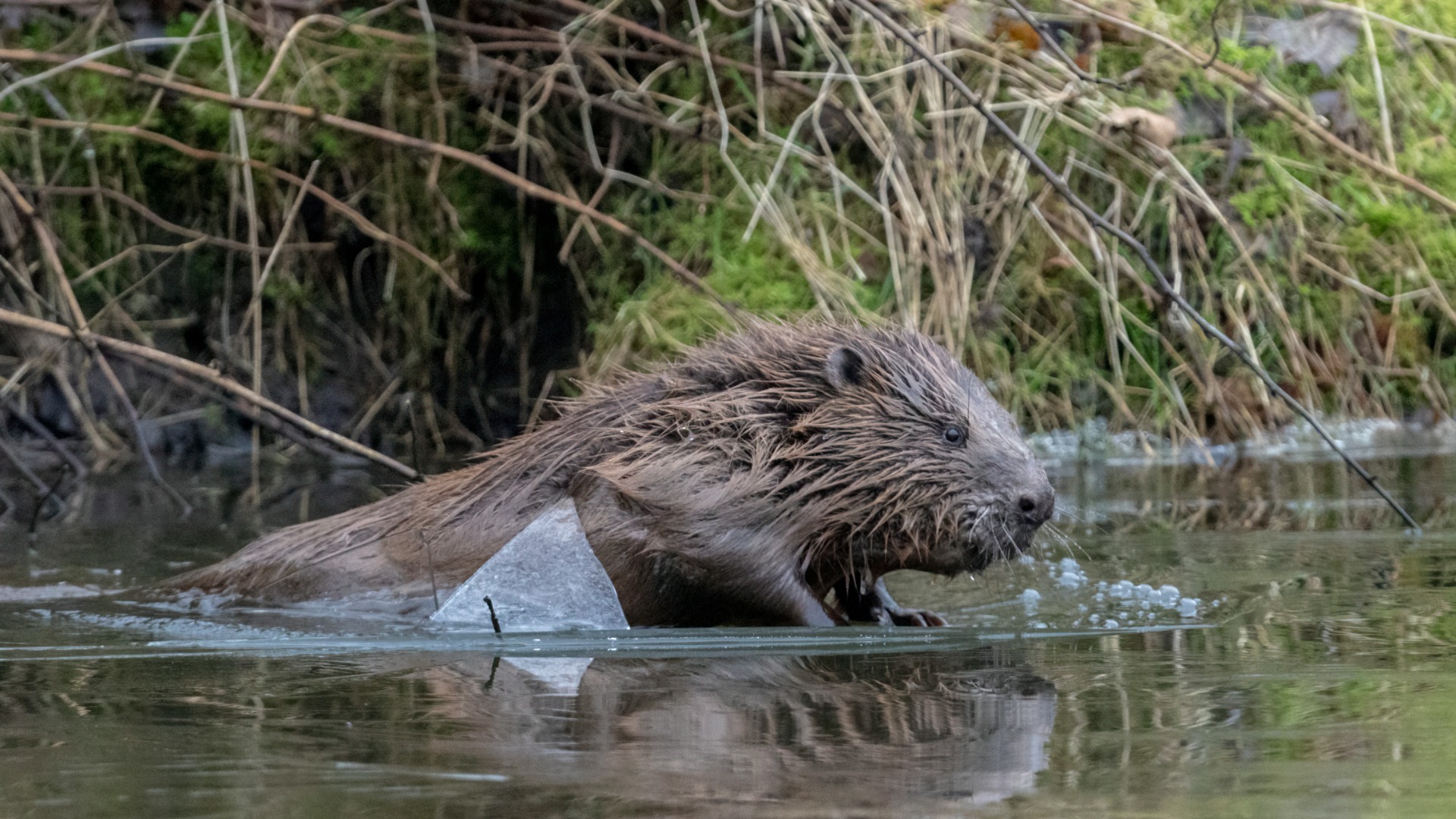 Beavers were reintroduced to Argyll and Bute 15 years ago