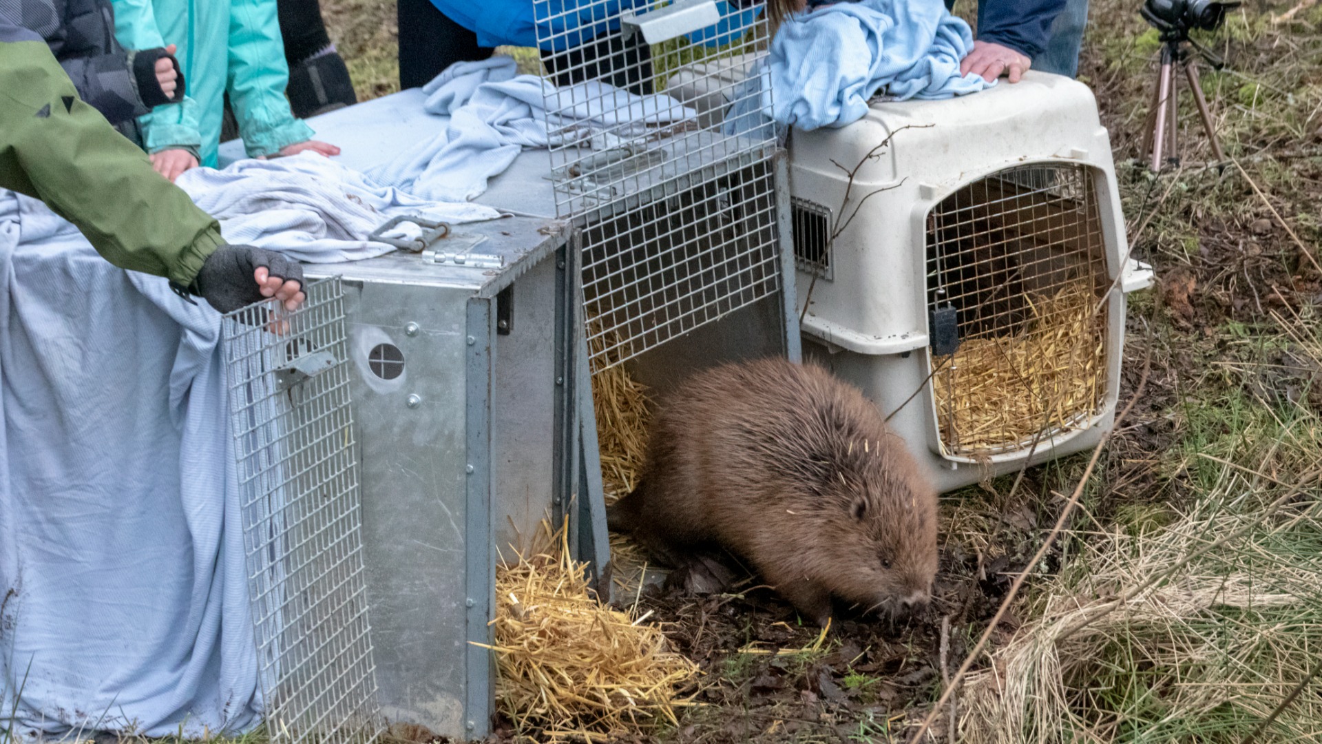 The move was carried out by the charity, Beaver Trust. (NatureScot)