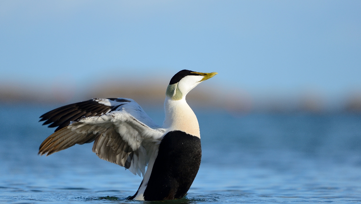 Sites in Orkney and Scapa Flow awarded special protected marine area status