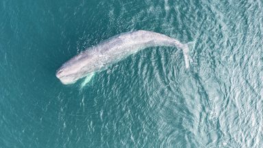 Shetland: ‘Inevitable’ 45-foot sperm whale will strand on Scottish coast after spotting at South Whiteness