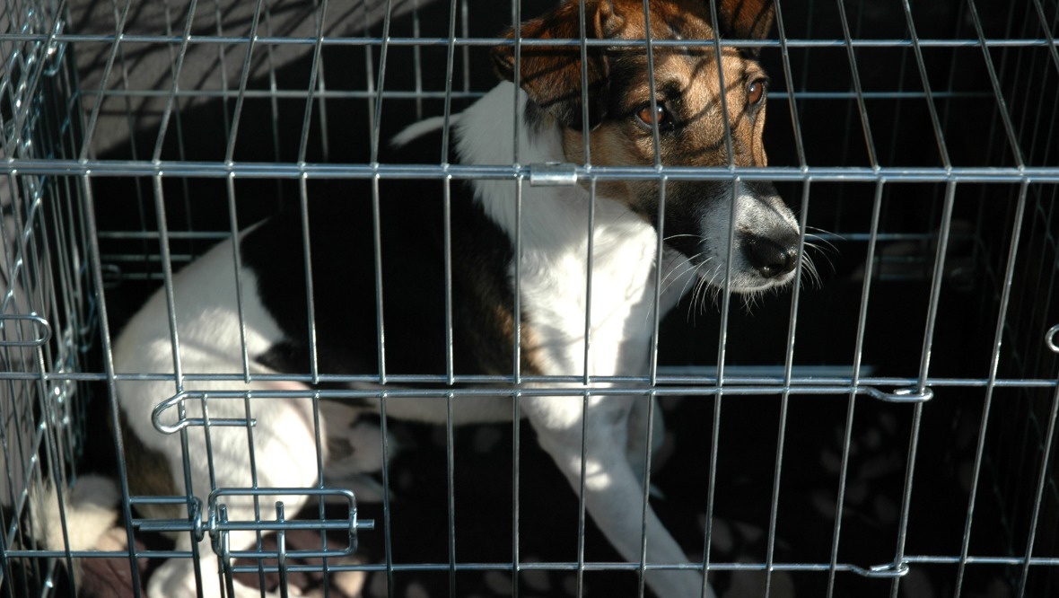 Dog thieves in Scotland could face five years in jail under proposed new law