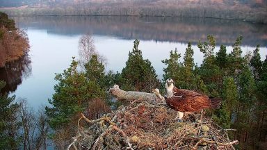 Osprey pair reunite as female returns to nest for third season at Wildlife Reserve in Perthshire