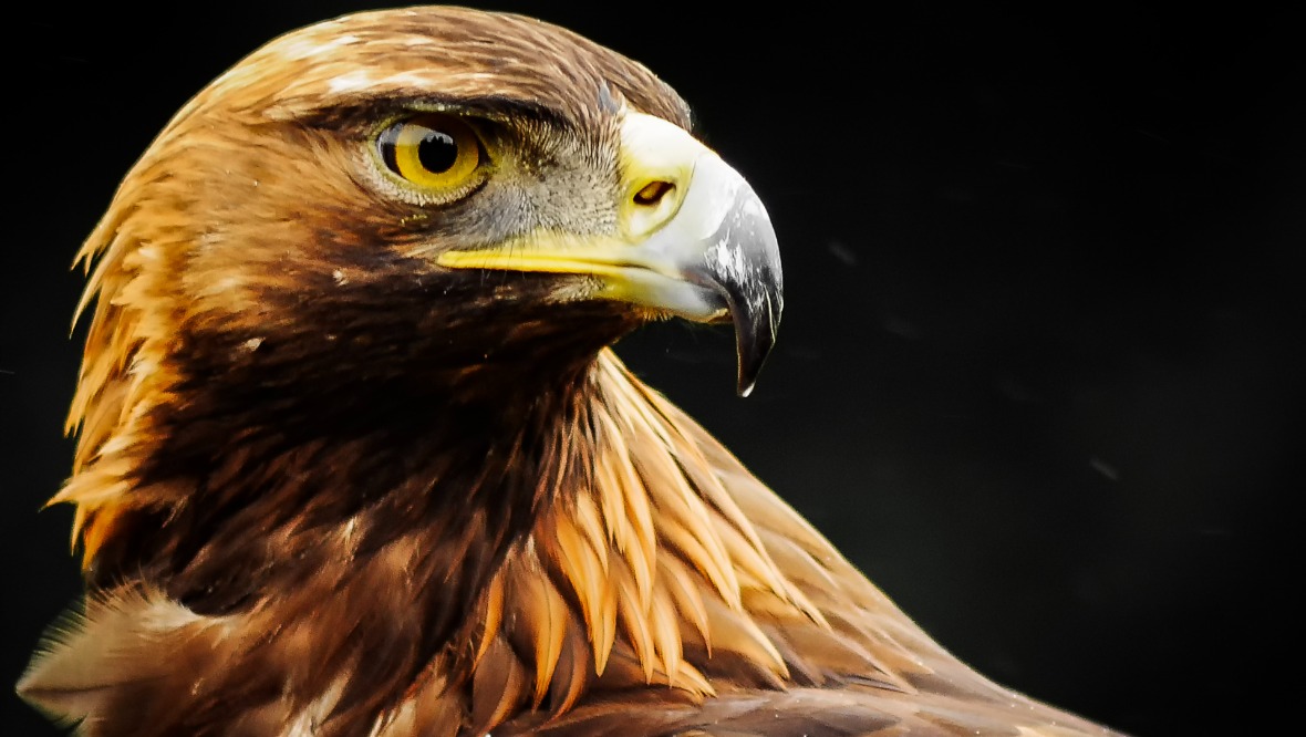 The total number of golden eagles in the south has reached about 46
