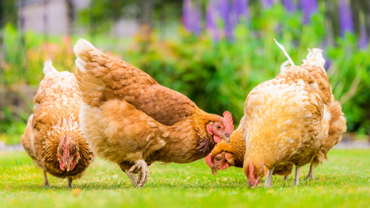 Bird flu outbreaks at Hessilhead Wildlife Rescue Centre near Beith and at poultry farm in Aberdeenshire