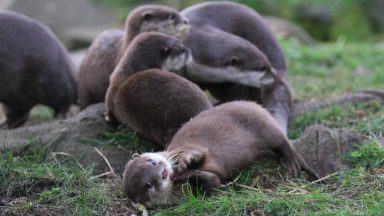 Asian small-clawed otter pups at Edinburgh Zoo named Esk, Isla, Yarrow and Ury