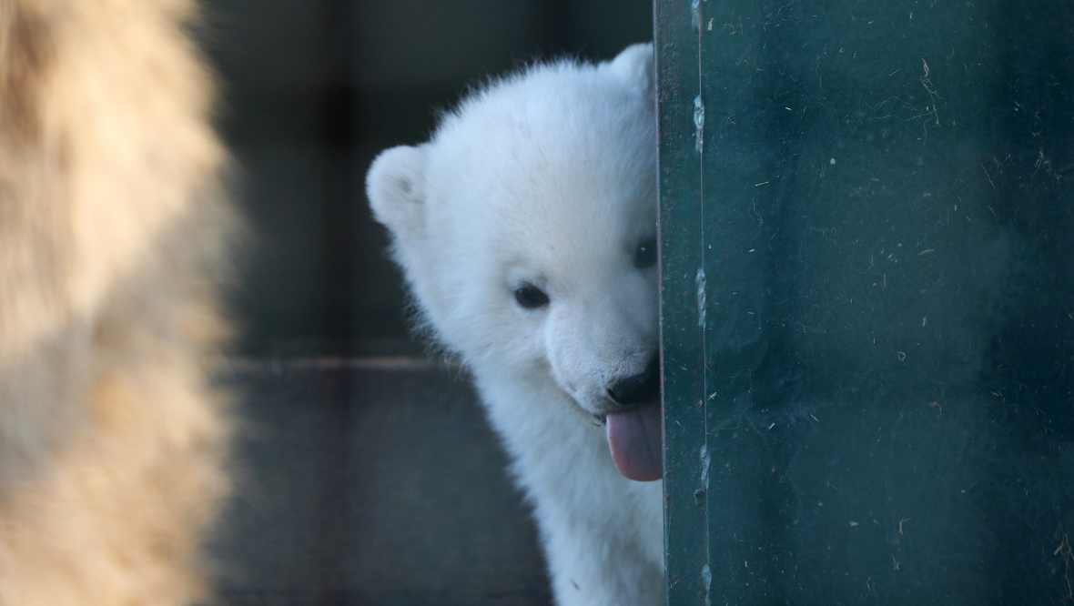 In pictures: UK’s youngest polar bear snapped at Highland Wildlife Park