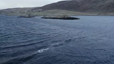 Sperm whale ‘in danger of stranding on Shetland beach’ guided back to safety