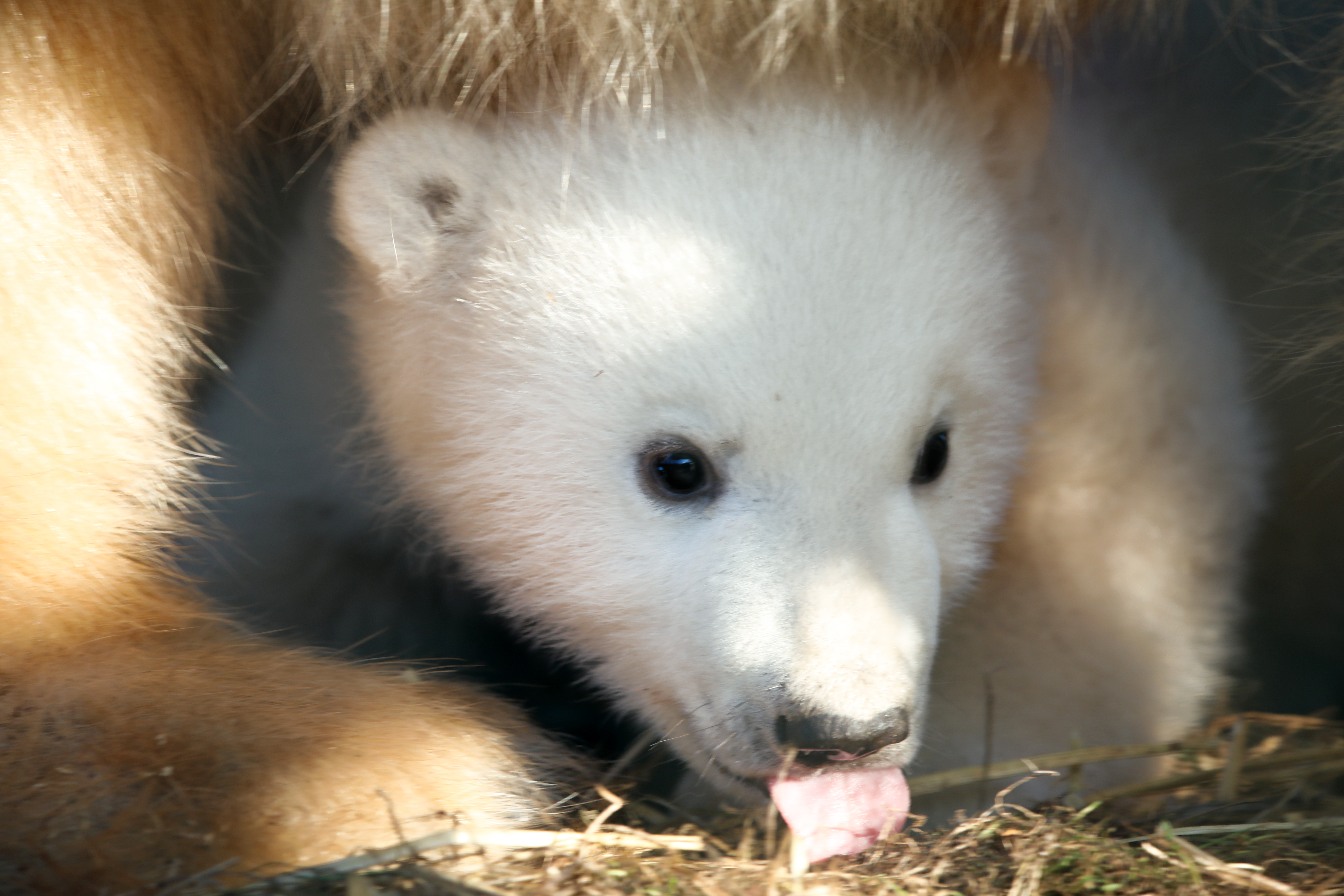 One member of the public will have the chance to name and meet the cub.