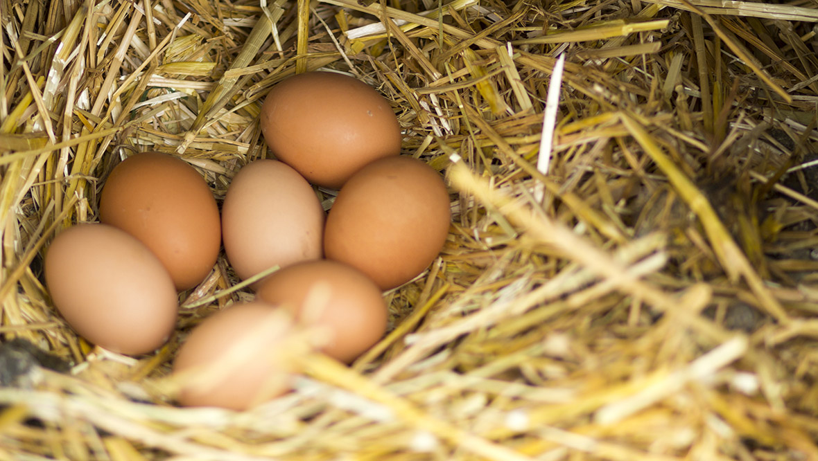 Free range eggs set to return to supermarket shelves as mandatory housing measures lifted