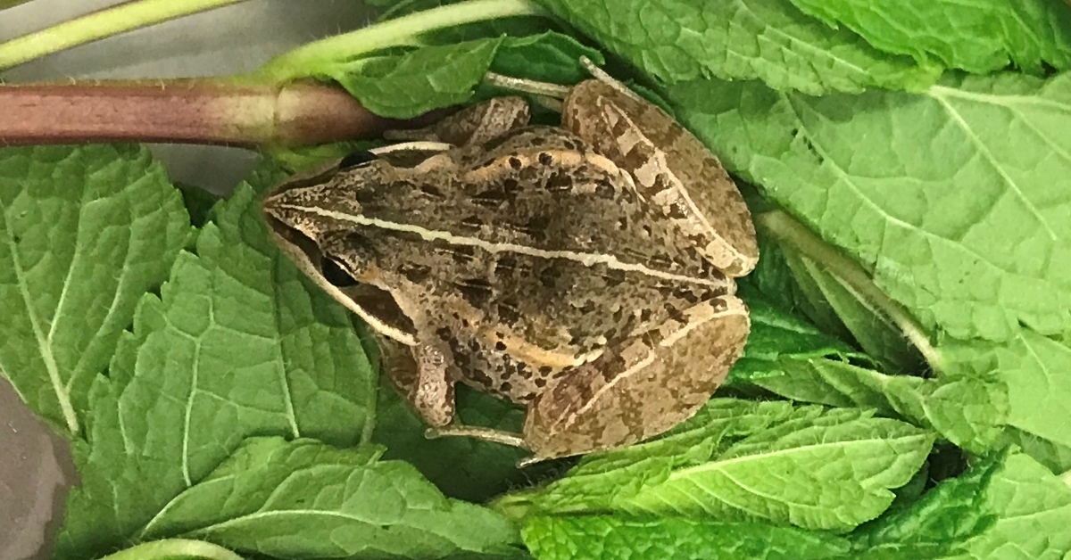 Frog makes 6000-mile trip from Africa in bag of mint