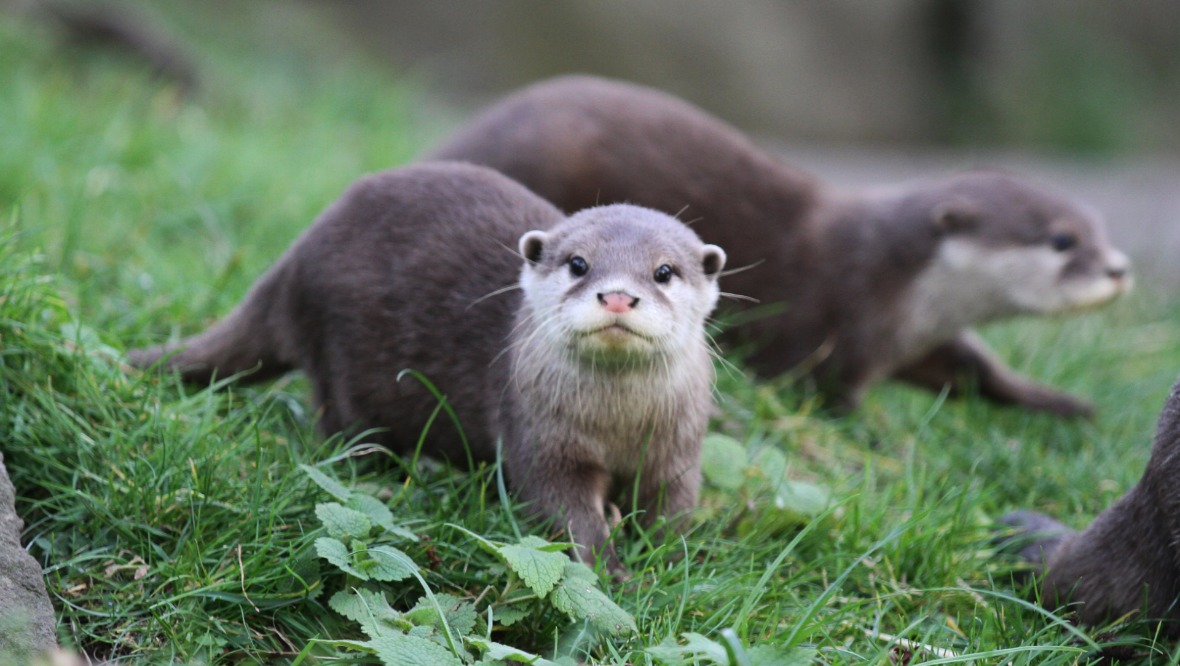 Edinburgh Zoo: The otters are part of the European Endangered Species Programme (EEP). 