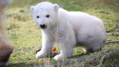 Polar bear born at Highland Wildlife Park near Kingussie named Brodie