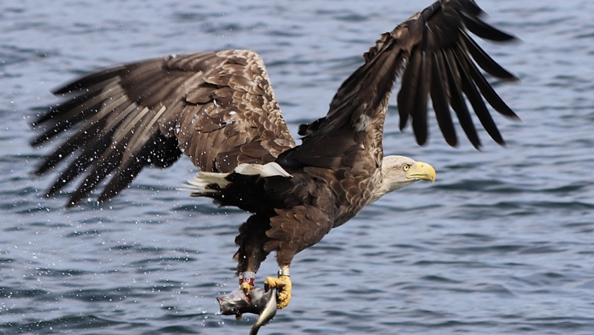 Sea eagle tourism generates economic benefit for Isle of Mull, study shows