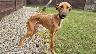 Scottish SPCA appeal after ‘seriously underweight’ dog found on hill between Keith and Buckie