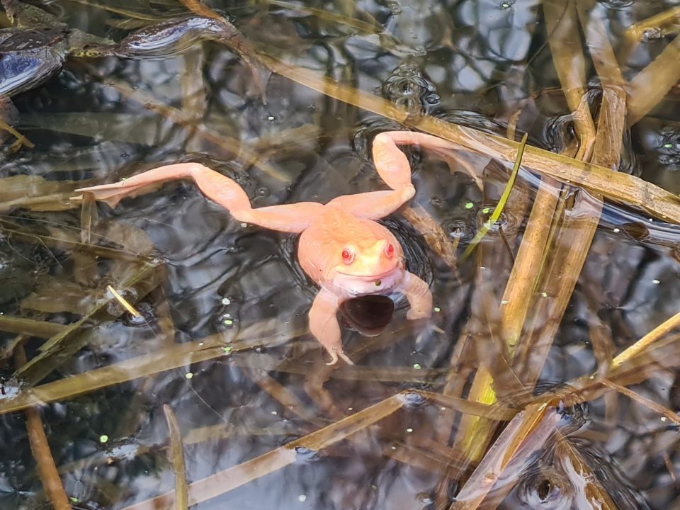 Rare albino ‘Irn-Bru’ frog found in pond in Glasgow’s Victoria Park
