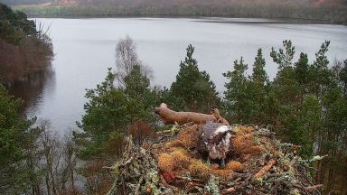 Female osprey NC0 lays first egg of the season at Loch of the Lowes wildlife reserve