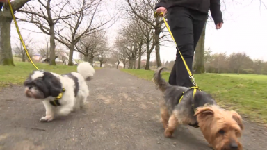 Dog’s Trust expanding foster care scheme to Tayside and Fife