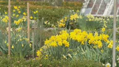 Daffodil derived compound being used in long Covid studies