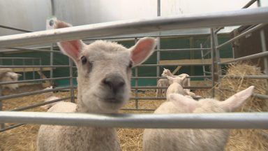 Dog attack leaves 16 lambs dead and four others injured at Blairadam Farm in Kelty, Fife