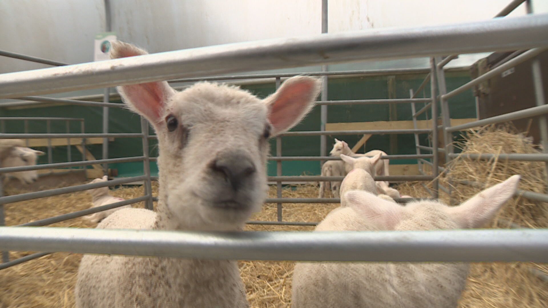 Lambs at Monty’s Farm Park.