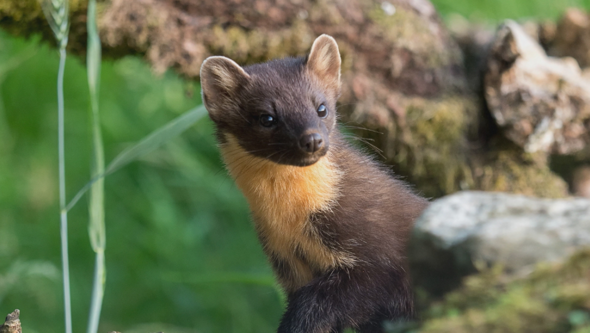 Pinemartens are among some of rarer animals living in Scotland's forests.