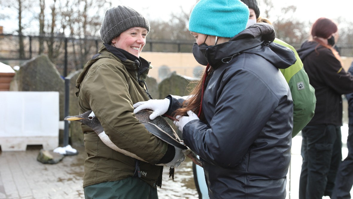 Healthy: The penguins were vaccinated.