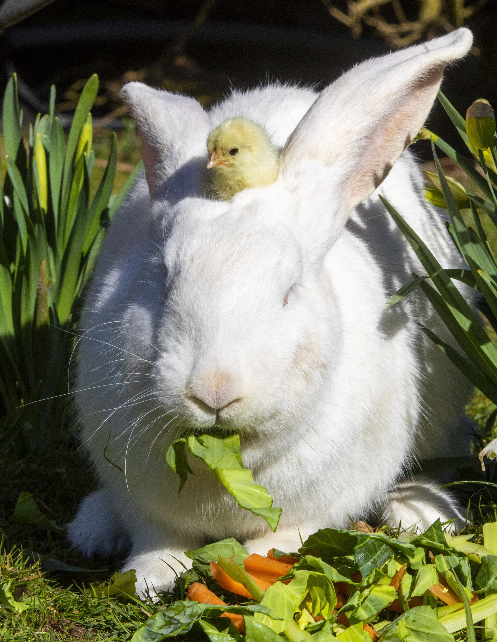 Tiger-Lily is very friendly and didn't mind having the little chick rest on her back.