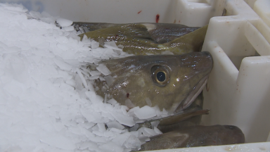Fishing and farming industries push for food security amid warning prices set to rise