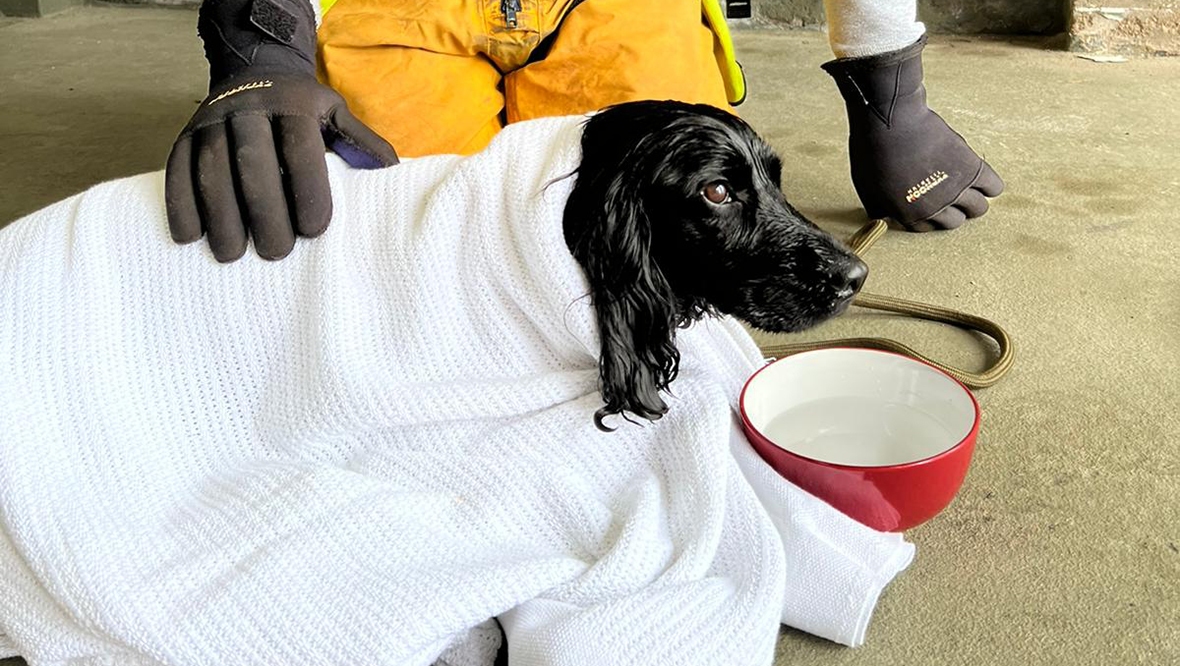 Skye the cocker spaniel was rescued after falling from cliffs in Arbroath.