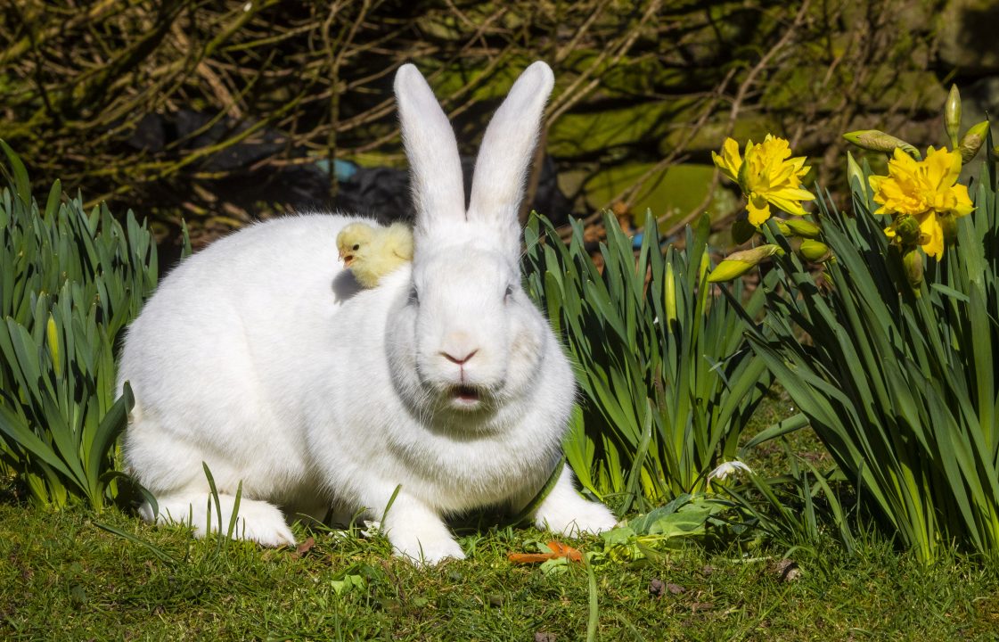 Giant albino rabbit makes unlikely friends with tiny chick for Easter