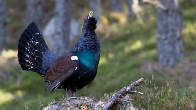 Man, 63, charged in connection with disturbance at Capercaillie lek in Strathspey