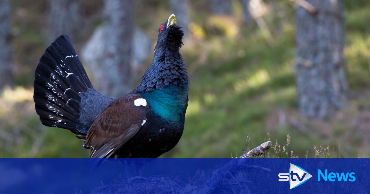 Police protecting capercaillie birds during peak mating season