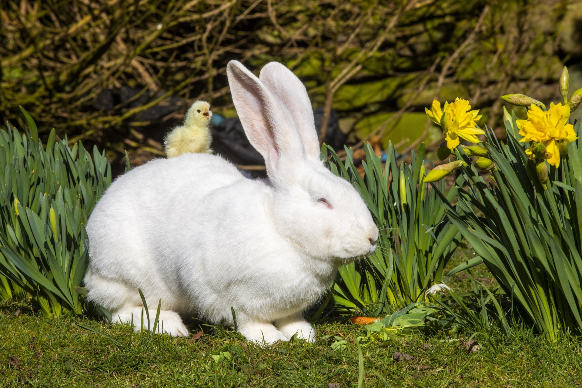 Tiger-Lily made a new friend on Easter week.