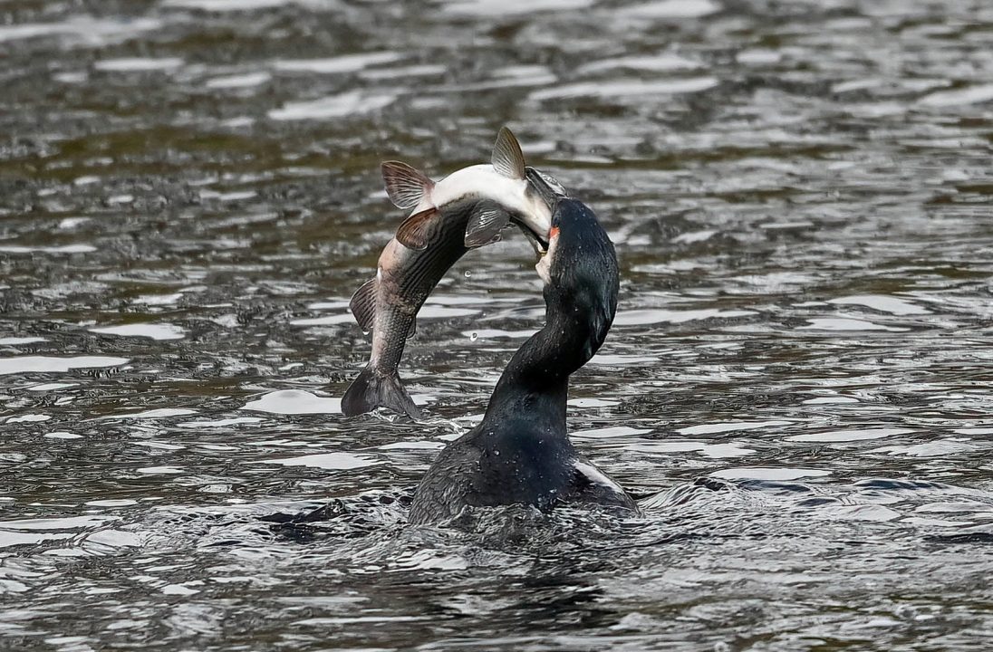 Cormorant wrestles huge fish in River Tay before swallowing it whole in impressive snaps