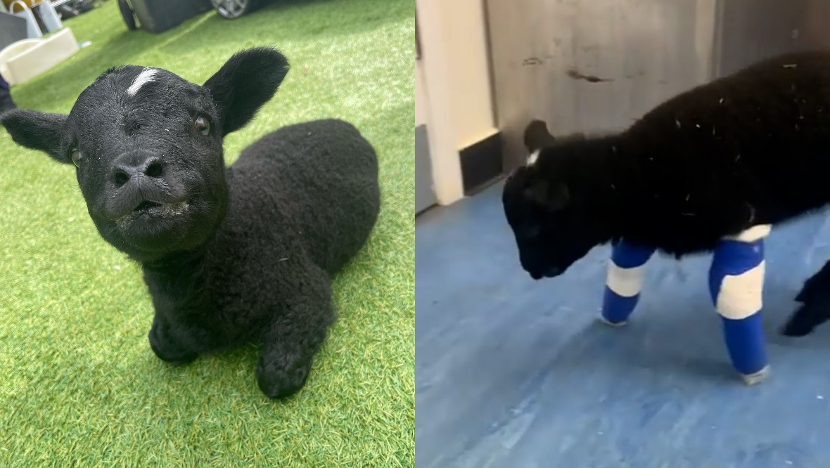 Little lamb born with deformed front legs dies at wildlife sanctuary