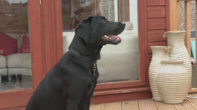 Guide Dogs planning to expand as they encourage people to volunteer