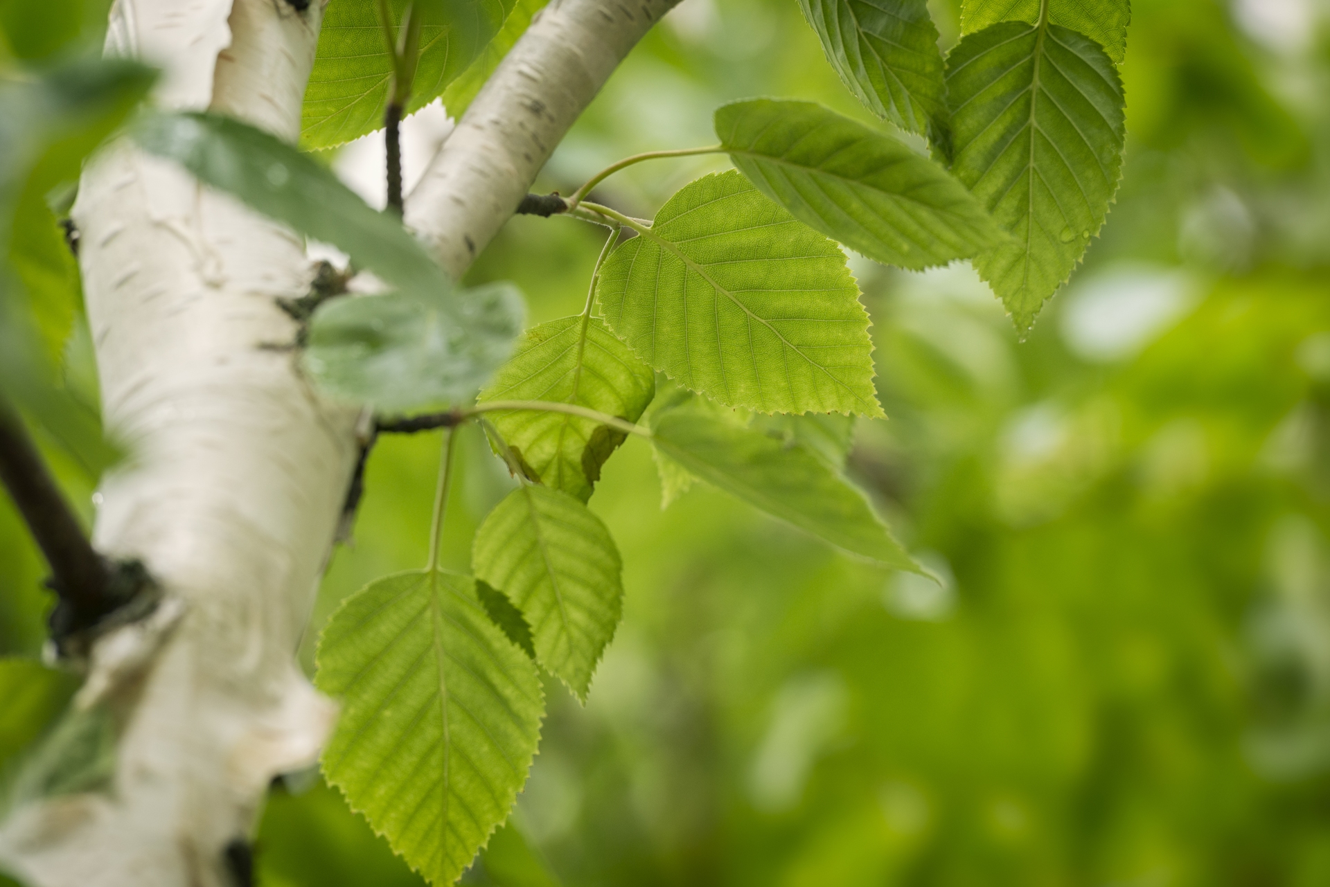  Birch tree pollen is predicted to reach high levels over much of the country.